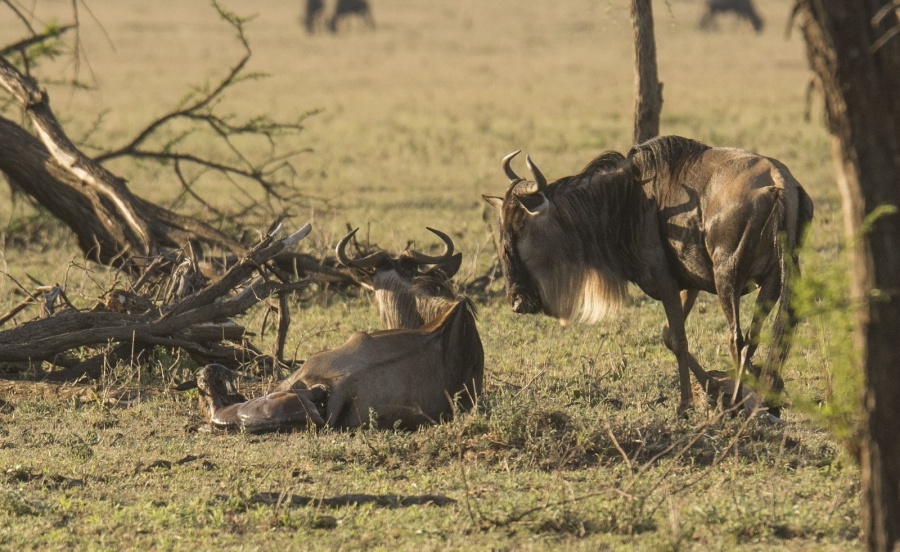 Geburt eines Gnus in der Serengeti Tansania