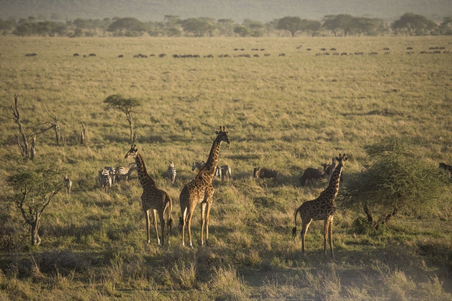 Giraffen in der Serengeti Tansania