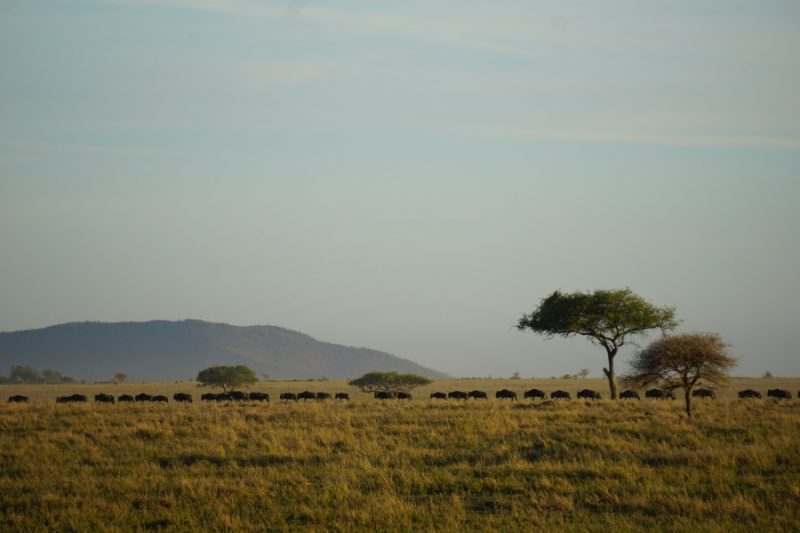 Gnus am Horizont der Serengeti Tansania