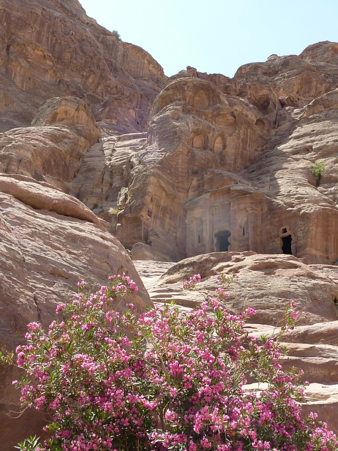 Blumen in Petra
