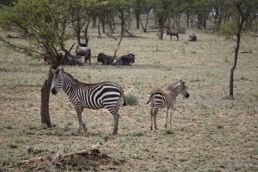 Zebras in der Serengeti Tansania