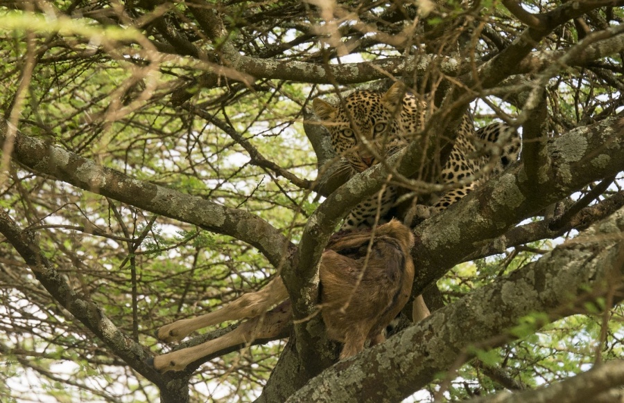 Leopard mit Beute im Baum in der Serengeti in Tansania
