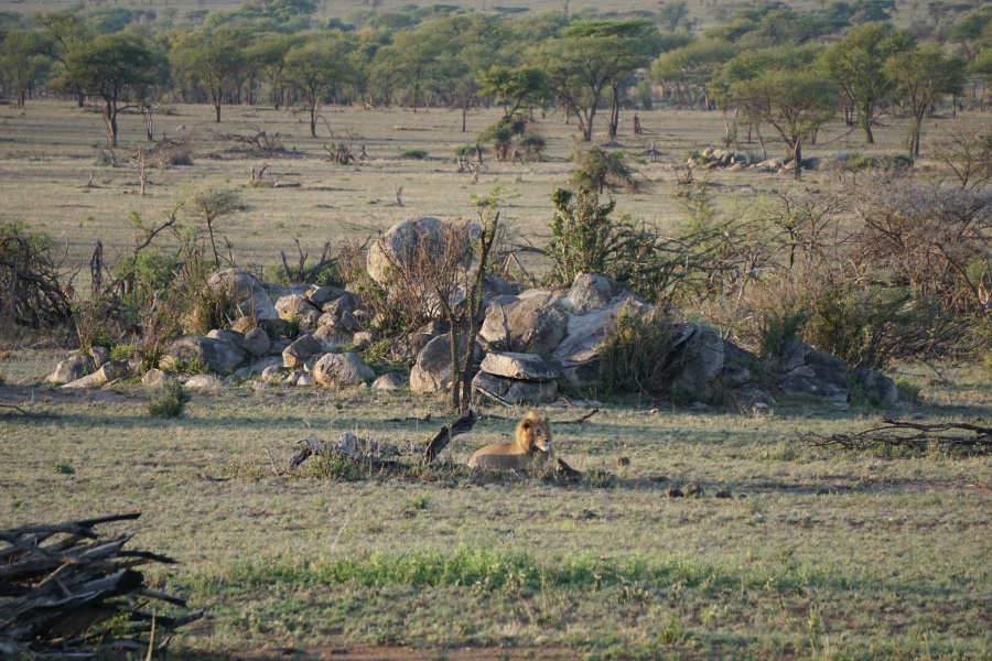 Loewe in der Serengeti Tansania