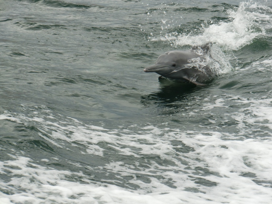 Delfin in den Fjorden Musandams im Oman