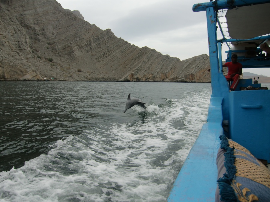 Delfine begleiten unser Boot in den Fjorden von Musandam im Oman