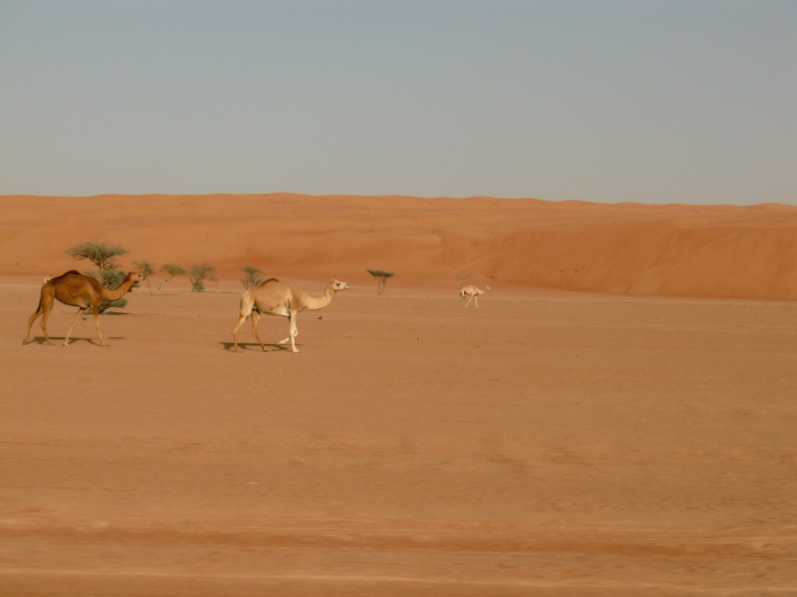 Kamele in der Wahiba Sands im Oman