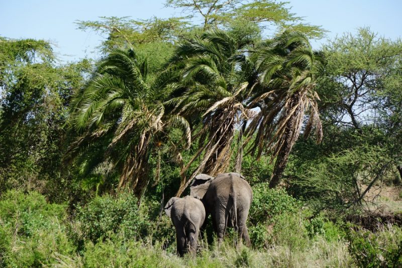 Elefanten in der Serengeti in Tansania