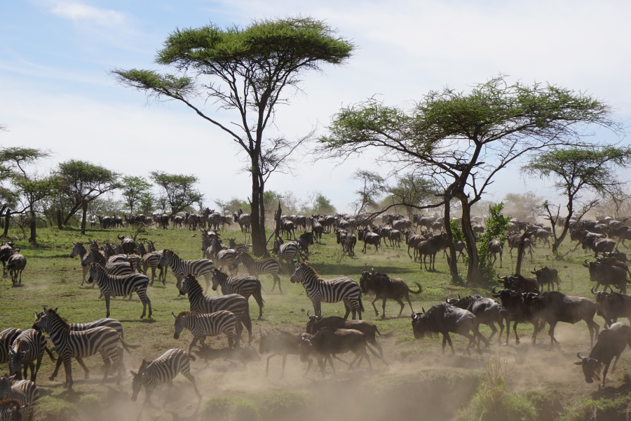 Great Migration in the Serengeti in Tanzania
