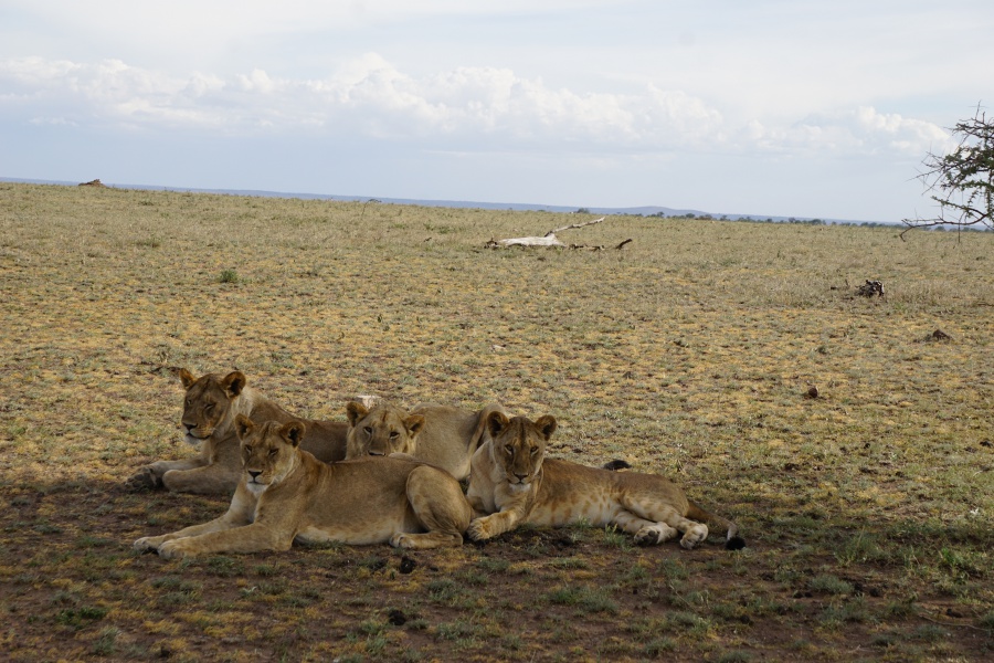 Loewen im einsamen Norden der Serengeti in Tansania