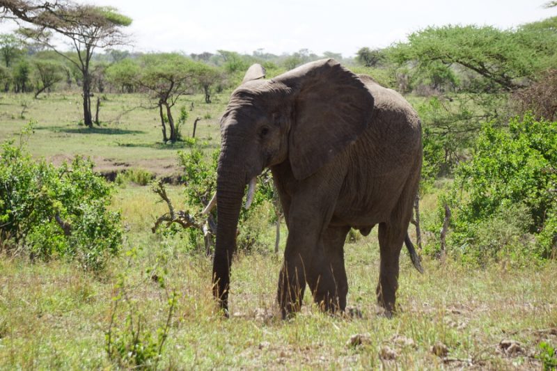 Elefant in der Serengeti in Tansania