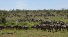 Die Great Migration in der Serengeti. Auf der Suche nach frischem Gras