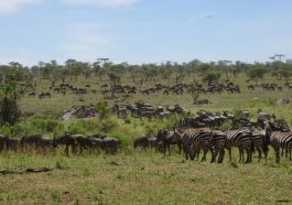 Die Great Migration in der Serengeti. Auf der Suche nach frischem Gras