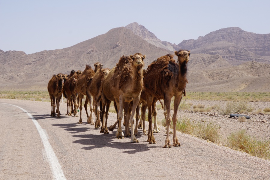 Kamel in der Wueste Dasht-e Kavir