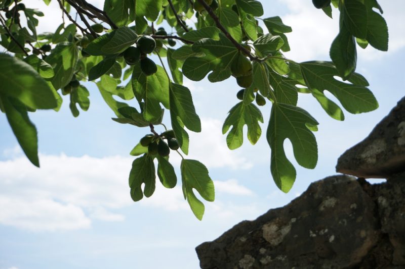 Feigenbaum im Chianti in der Toskana