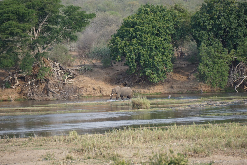 Elefant im Olifants Fluss im Kruger Nationalpark