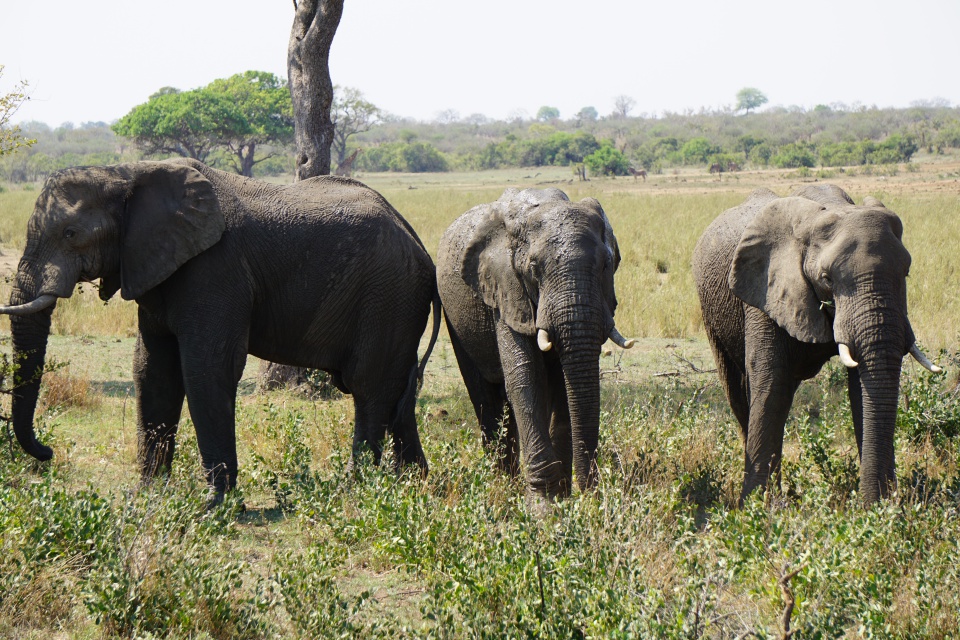 Elefanten in Suedafrika