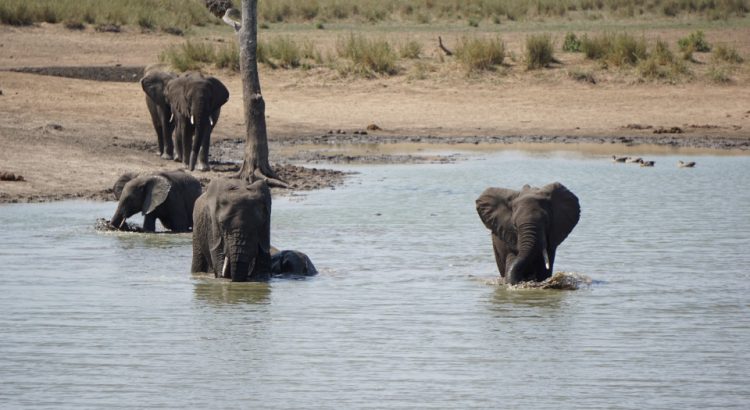 Elefanten baden am Wasserloch