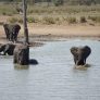 Elefanten baden am Wasserloch