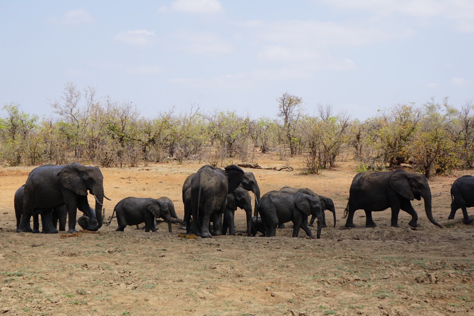 Eine Elefantenfamilie nach dem Schlammbad