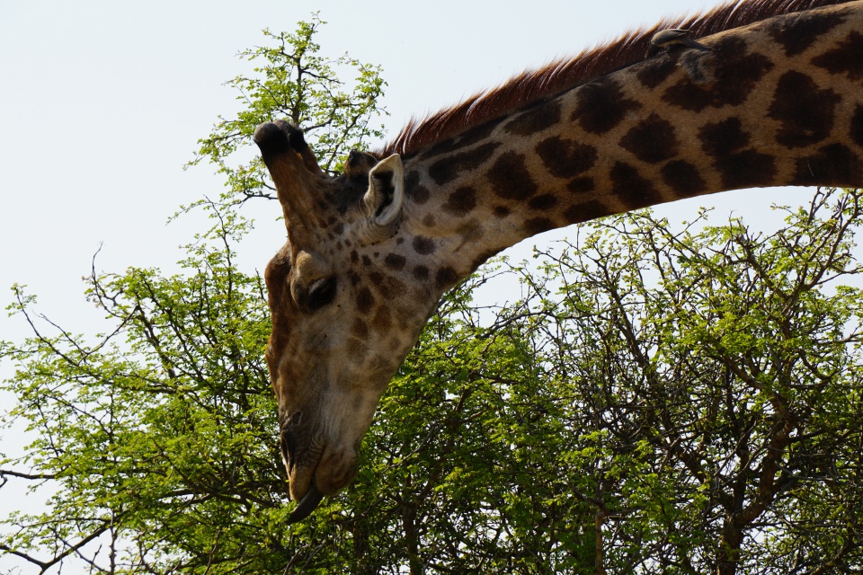 Giraffe im Kruger Nationalpark Suedafrika