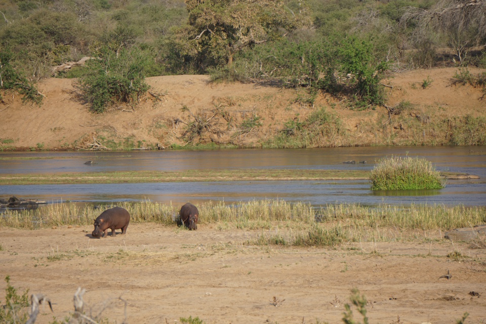 Nilpferde am Flussufer