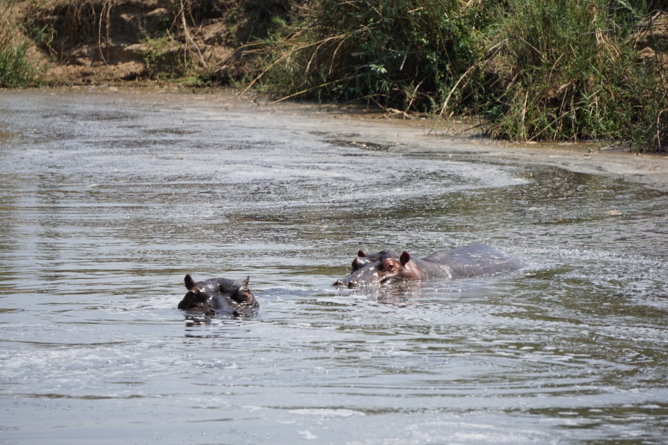 Nilpferde im Kruger Nationalpark