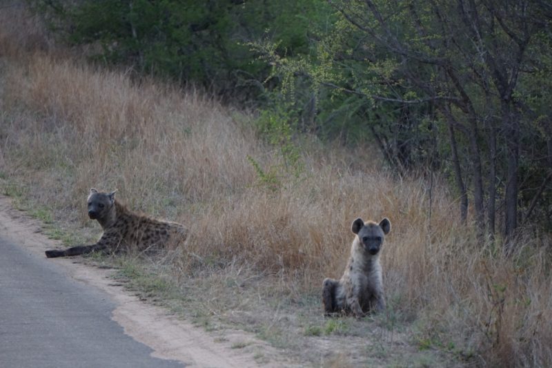 Hyänen am Morgen im Kruger Nationalpark