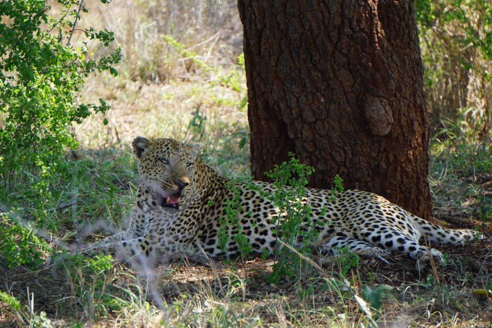 Ein Leopard im Schatten des Baumes im Kruger Nationalpark