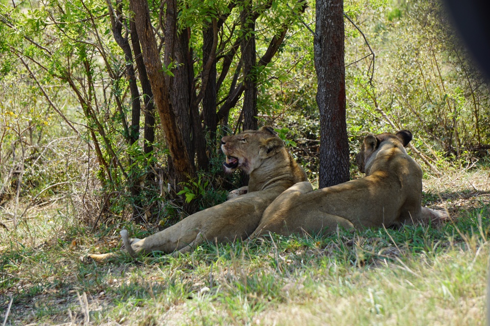 Zwei Loewinnen erholen sich vom Jagen im Kruger Nationalpark