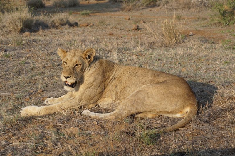 Loewendame im Kruger Nationalpark