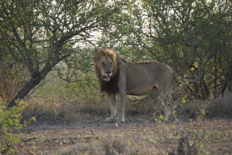 Loewe im Kruger Nationalpark