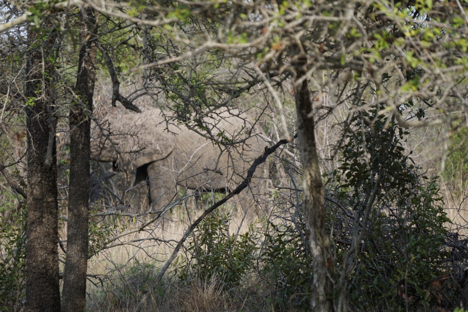 Den Elefanten ganz nahe bei der Walking Safari im Kruger Nationalpark