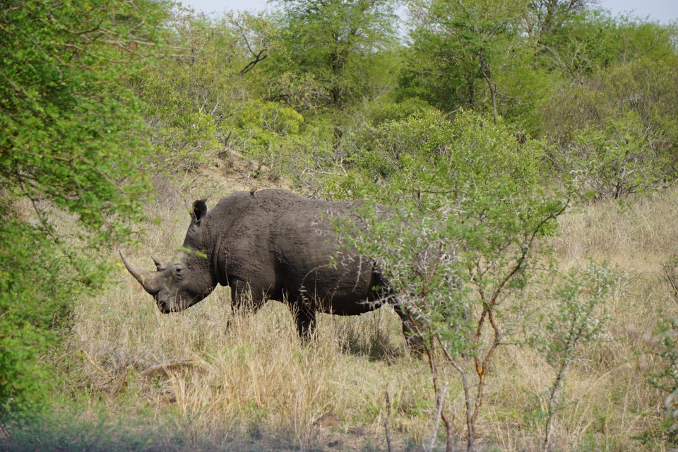 Nashorn im Kruger Nationalpark