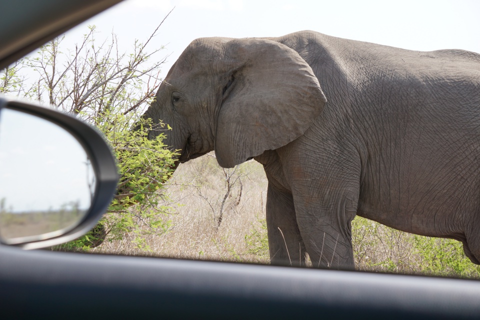 Elefant im Kruger Nationalpark Suedafrika