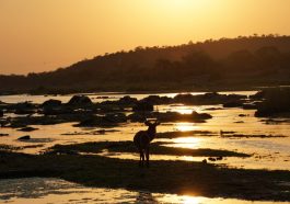 Sonnenuntergang im Kruger Nationalpark