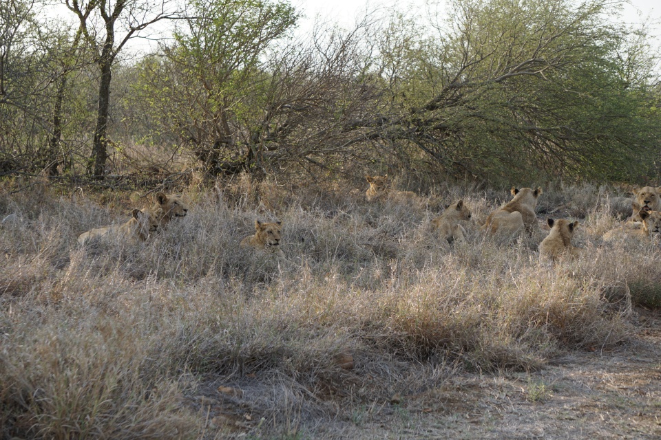Loewenrudel im Kruger Nationalpark