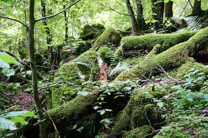 Moosbedeckter Wald beim Sunikov Vodni Gaj im Soca Tal Slowenien