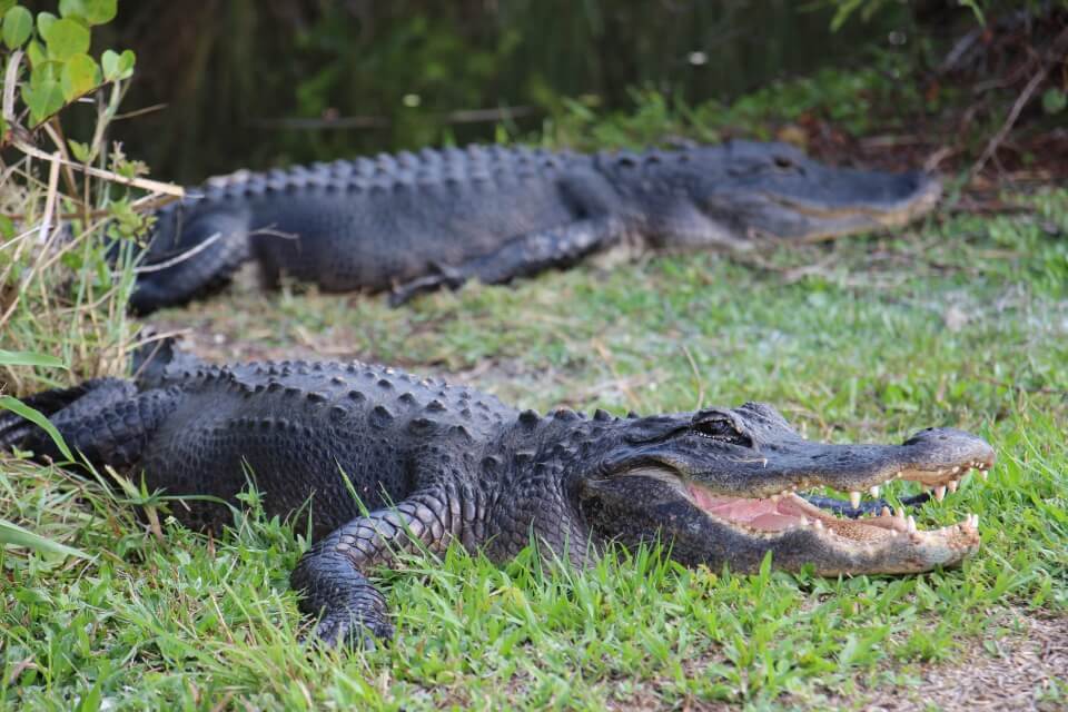 Alligatoren in den Everglades in Florida USA