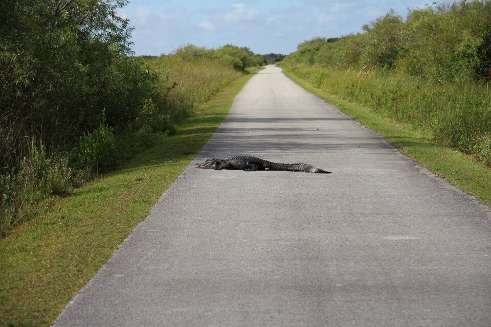 Wir mussten uns die Straße am Morgen nur mit den Alligatoren teilen 
