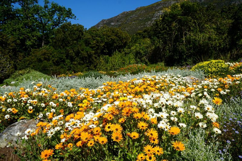 Blumen im Kirstenbosch Botanical Garden in Kapstadt