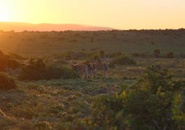 Sonnenuntergang im Kwandwe Private Game Reserve in Suedafrika