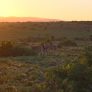 Sonnenuntergang im Kwandwe Private Game Reserve in Suedafrika