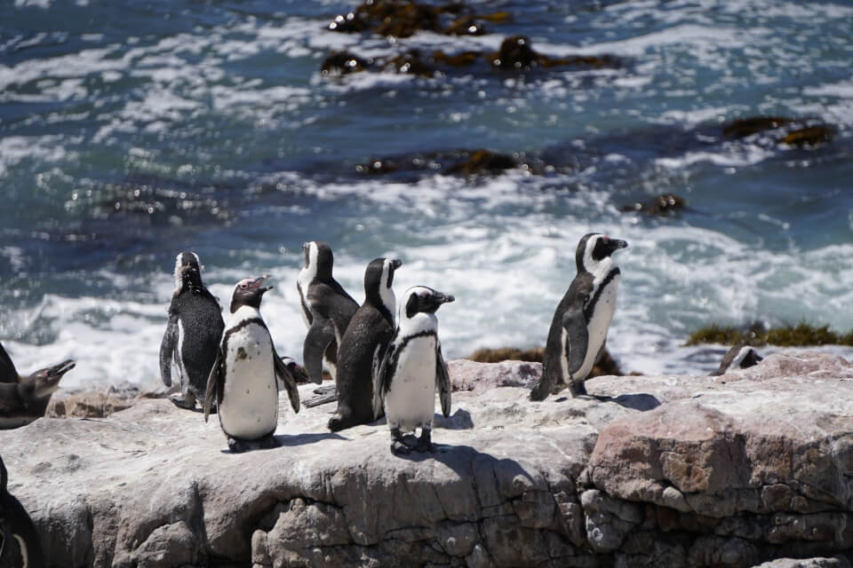 Pinguine in Betty´s Bay an der Garden Route in Suedafrika