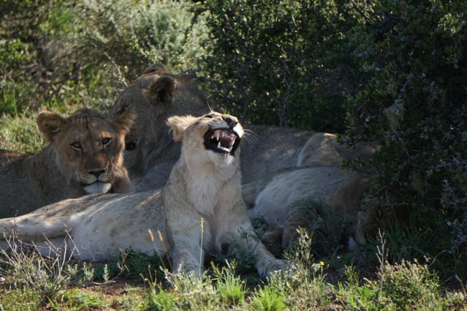 Loewen auf Safari in Suedafrika im Kwandwe Private Game Reserve