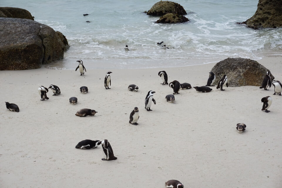 Pinguine am Boulders Beach bei Simons Town auf dem Weg zum Kap der Guten Hoffnung