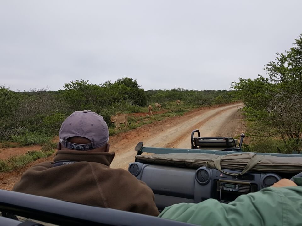 Loewen im Kwandwe Private Game Reserve in Suedafrika - Reiseblog Road Traveller 
