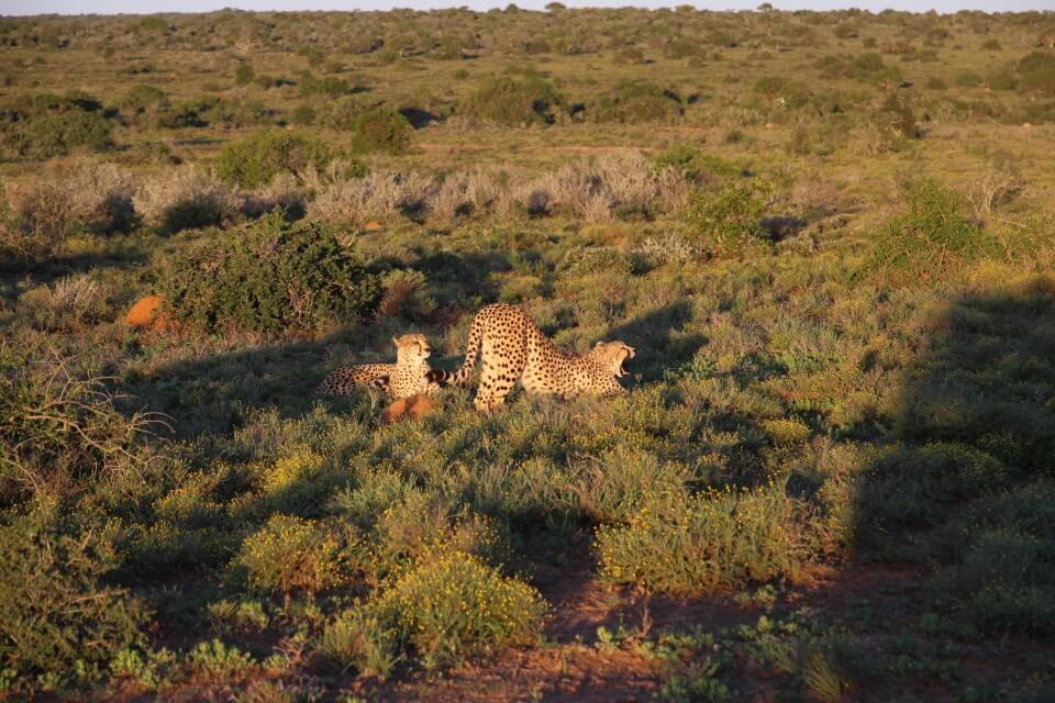 Geparden in der Abendsonne im Kwandwe Private Game Reserve in Suedafrika