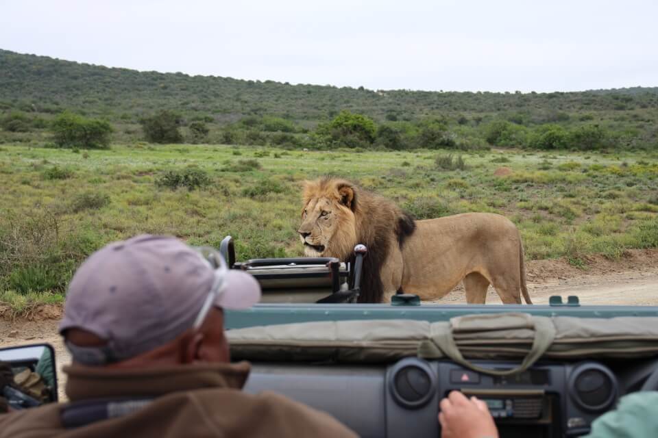 Ein Loewe direkt vor unserem Safari Fahrzeug im Kwandwe Game Reserve