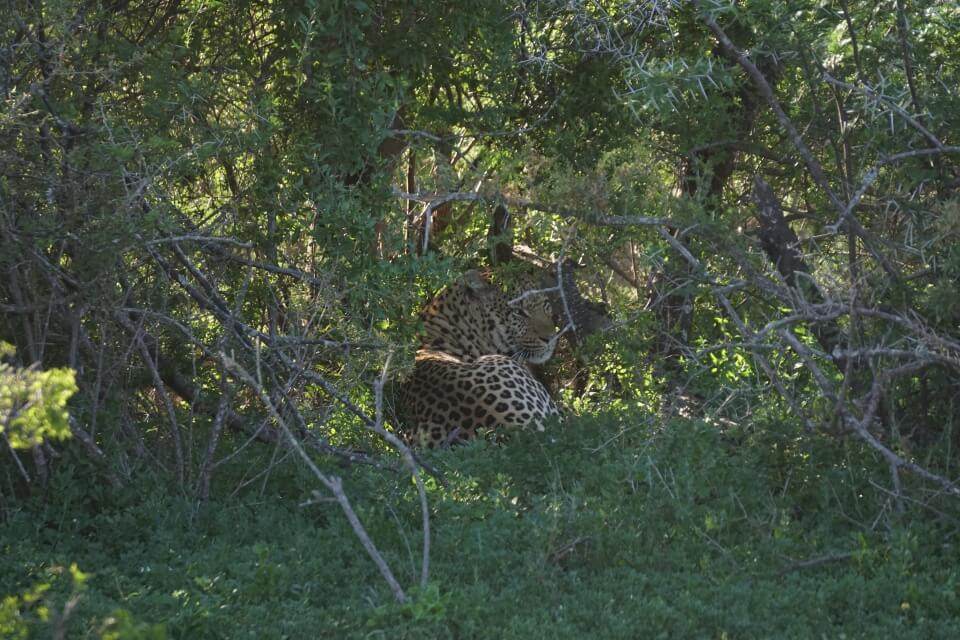 Ein Leopard versteckt sich im Gebuesch im Kwandwe Game Reserve 