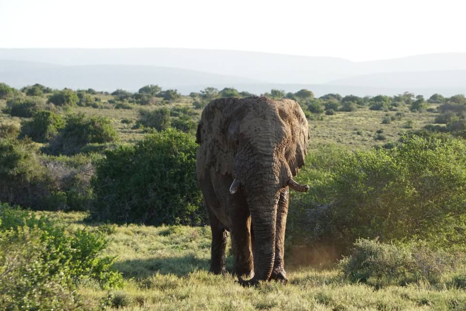 Ein Elefant in Musth im Kwandwe Private Game Reserve Suedafrika